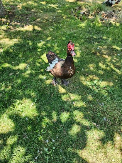 Muscovy duck - male. Dark coloured.