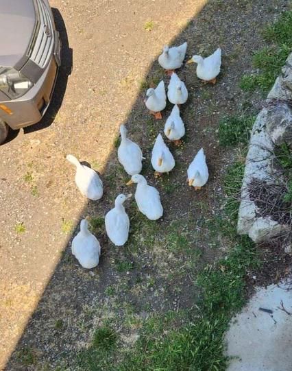 Bunch of white Peking ducks, gathered by house parking area - looking at them from deck above.