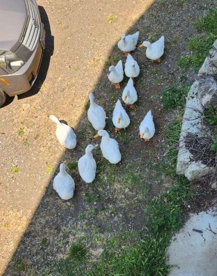 Bunch of white Peking ducks, gathered by house parking area - looking at them from deck above.