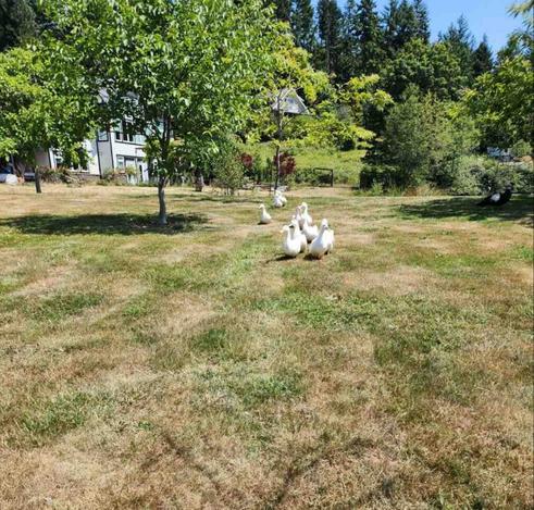 Bunch of white Peking ducks being herded from house, across field.