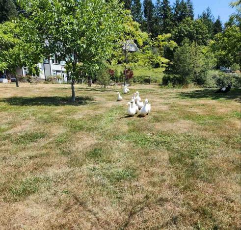 Bunch of white Peking ducks being herded from house, across field.