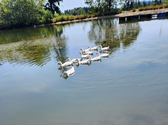 Peking ducks made it to the pond. Happily swimming in it.