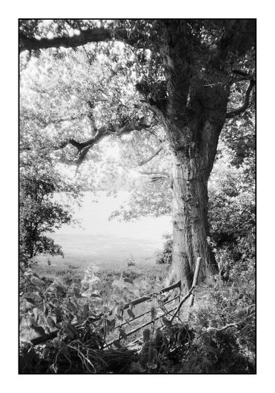Black and white film photo of trees along a farm track, in summer.