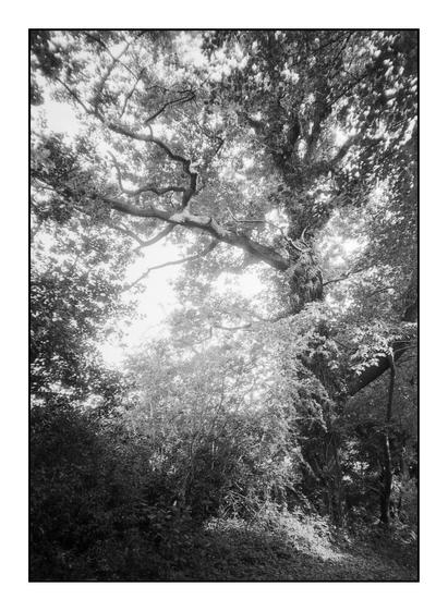 Black and white film photo of trees along a farm track, in summer.