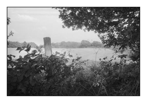 Black and white film photo of a farm field through a hedgerow, in summer.