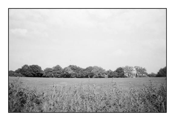 Black and white film photo of a farm field through a hedgerow, in summer.