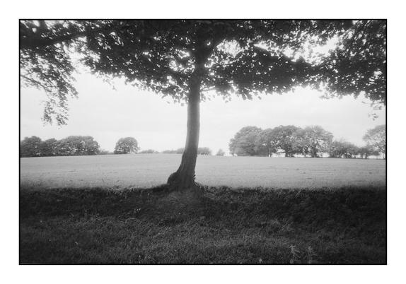 Black and white film photo of a farm field behind a tree, in summer.