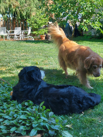 A Bernese Mountain Dog lies partially in a bed of ajuga and partially on the grass, watching her Golden Retriever sister stroll by. In the distance is a set of white painted antique gliders and a western red cedar shading the area.