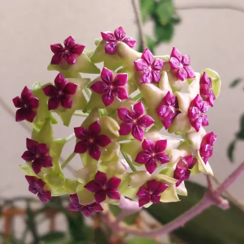 A cluster of waxy flowers with burgundy coronas and chartreuse corollas has a few droplets of nectar clinging to it.