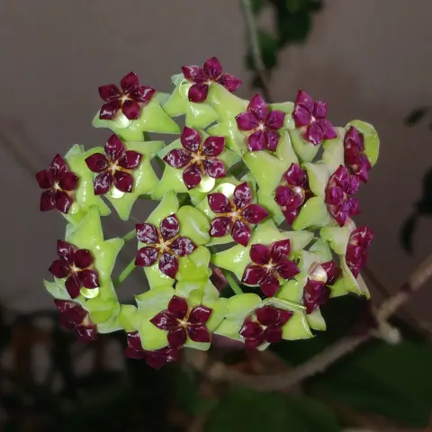A cluster of waxy flowers with burgundy coronas and chartreuse corollas has a few droplets of nectar clinging to it.  This is the same cluster as the previous photo but taken with flash which really emphasizes the darkness of the coronas and the nectar droplets.