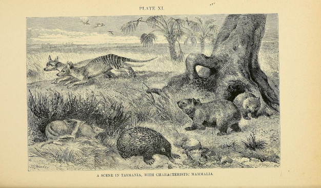 top caption: "PLATE XI." bottom caption: "SCENCE IN TASMANIA, WITH CHARACTERISTIC MAMMALIA." Black & white lithograph illustration of several animals in a landscape. Left background: large striped animals: 2 zebra-wolves (as Thylacinus cynocephalus) Left foreground: 2 bandicoots (as Perameles gunnii) Right: 2 wombats (as Phascolomys wombat) Vombatus ursinus Foreground: 1 porcupine ant-eater (as Echidna setosa)