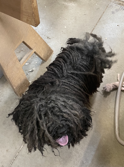 A black dog that looks like a mop