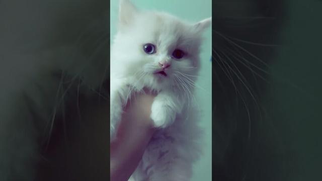 هريسة من اجمل قططي اللي بموت فيه 🥰😍