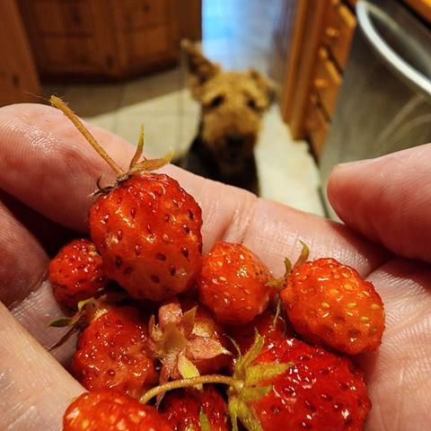 Hand holding wild strawberries, airedale terrier looks towards the viewer with pining eyes, one ear up, the other, down.