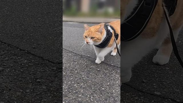 猫武将のパトロール #元野良猫チャチャ #cat #ねこ #猫 #ねこさんぽ  #猫侍 #shorts