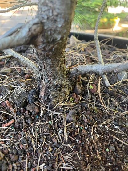 Closeup of bonsai trunk on Pinus Contorta