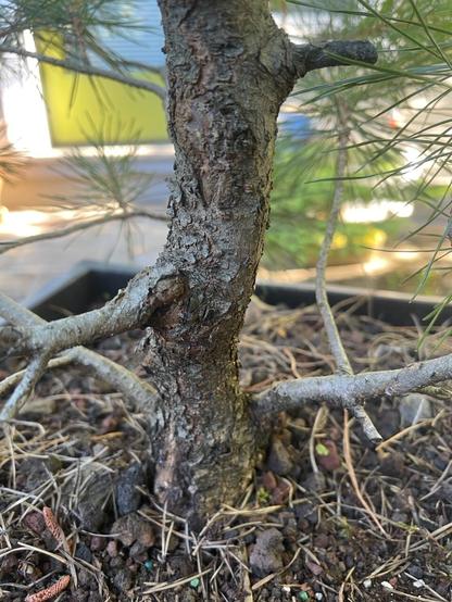 Pinus Contorta bonsai trunk