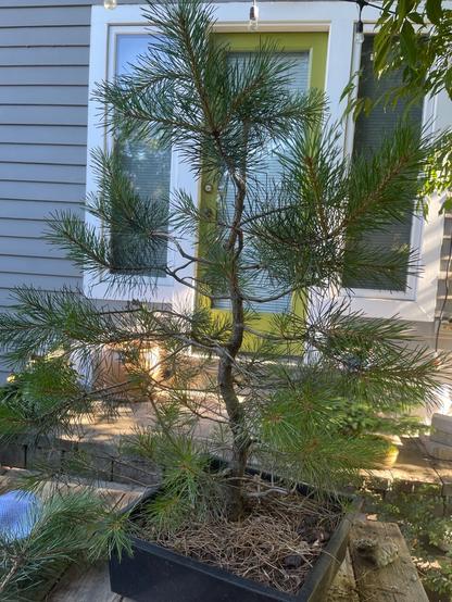 Profile of a Pinus Contorta lodgepole variety that had a rough start…not twisted trunkline from snow and plow damage