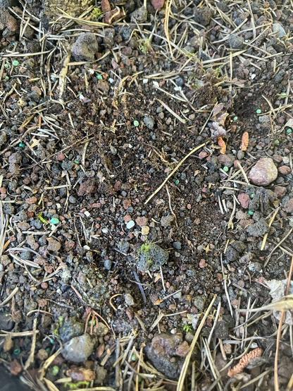 Poorly sorted (well graded ,if engineer) cinder is the native soil used in the pot