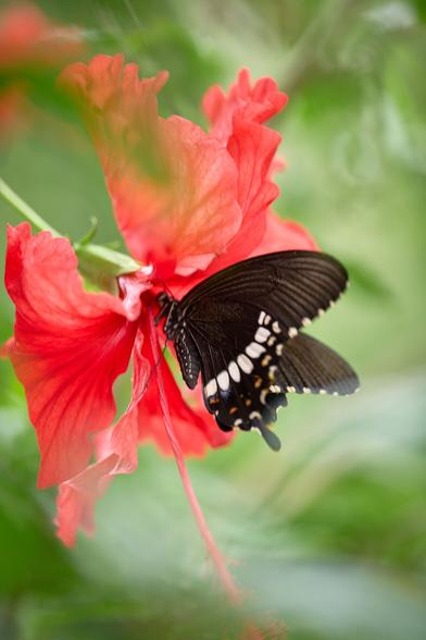 Still trying to work out what family this is from. They never stop, they just hover while sipping nectar.