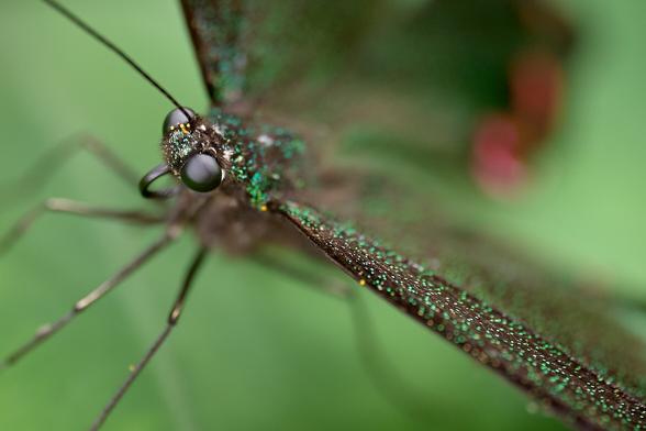 A close up view of the common peacock. Amazing butterfly, looks so different from every angle.