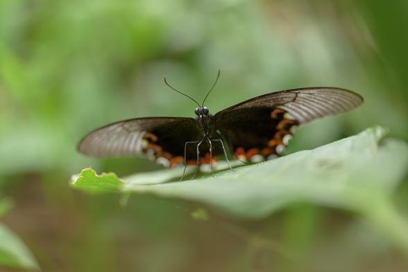 Still trying to work out what family this is from. They never stop, they just hover while sipping nectar.