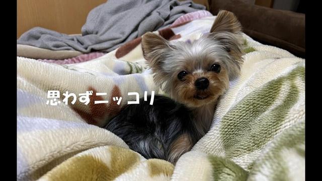 パパ(隔離中)と一緒に寝れて嬉しいヨークシャテリア