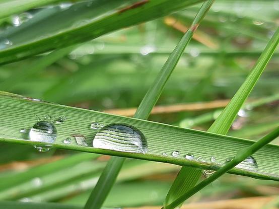 Macro photography of dew drops on a blade of grass