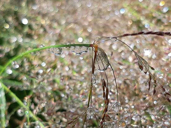 Macro photography of dew drops on a blade of grass