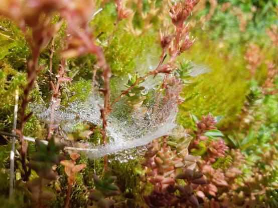 Macro photography of dew drops on a tiny spiderweb