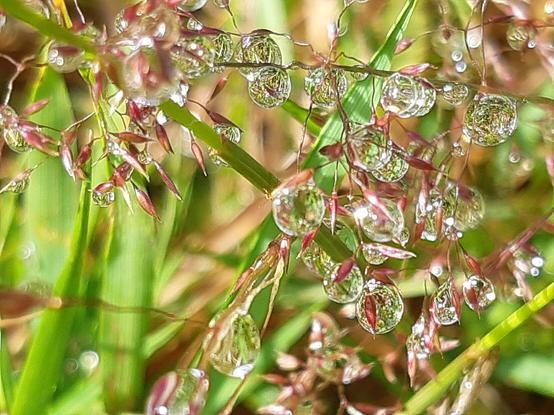 Macro photography of dew drops on a blade of grass