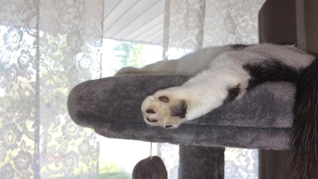 A Good shot of Chinny's back paw..  hanging over the edge of  his cat tree.
