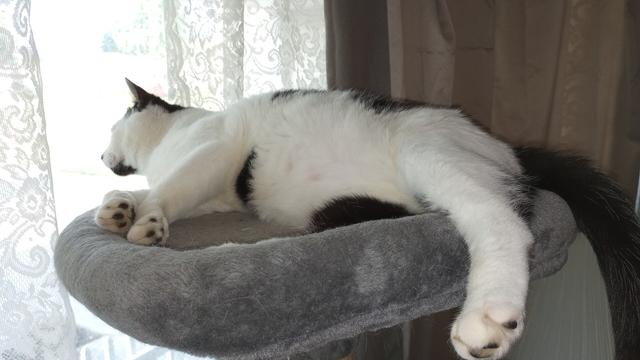 Chinny on the cat tree, checking out what's going on outside.