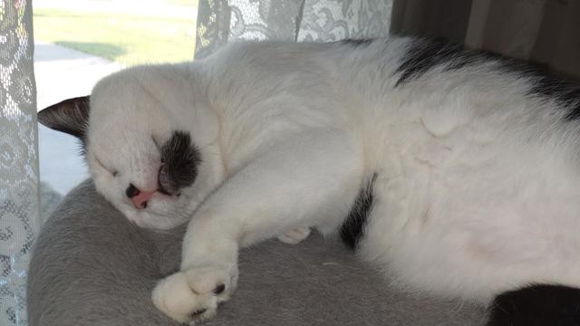 Chinny curled up on his cat tree, with his chin up.  Looking quite cuddly, and cute.
