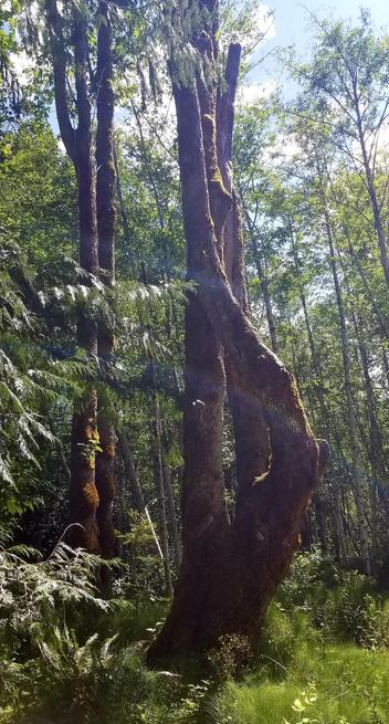 Old, gnarly, twisty, moss covered maple trees.