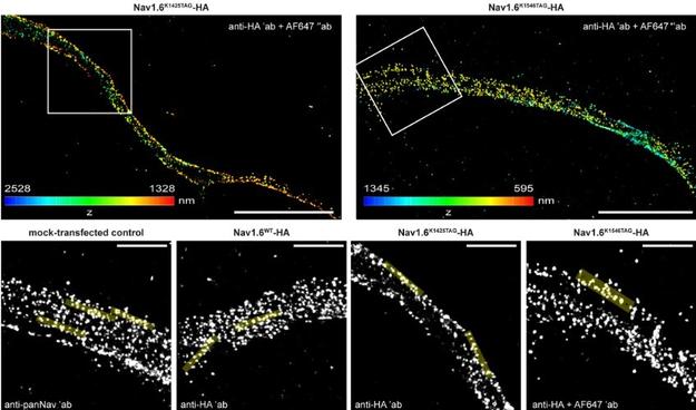 3D dSTORM images of primary rat cortical neurons at DIV 12 labelling Nav1.6 in different ways. Analysis shows that spacing and periodicity are not affected by click labelling.