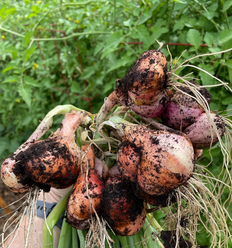 Close up of shallots