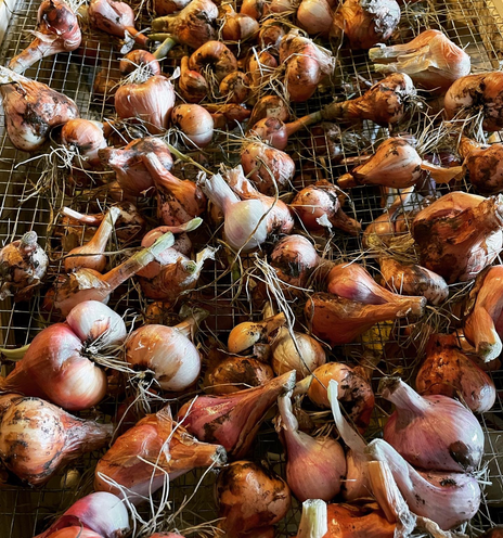 Shallots on drying rack