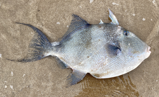 A Triggerfish lying on its side in very shallow waters. Small mouth blue eyes and distinctive bony “trigger” dorsal fins.