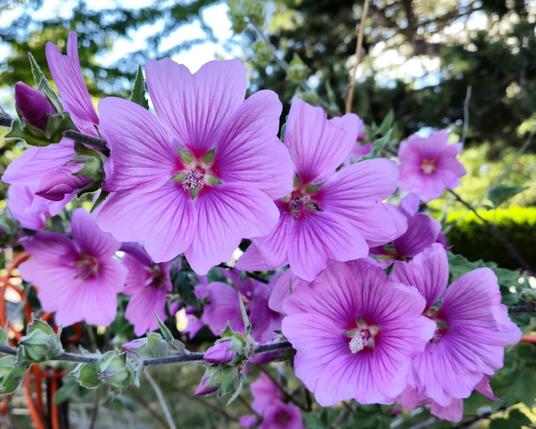 Photo from my neighbourhood of a common mallow plant in full bloom. A wild little treasure of a find, usually in disturbed soil, it's considered a weed by many, but is a member of the same family as the hibiscus and the hollyhock.  Blooming from spring right thru to autumn, these flowers are bright pink, 5-petalled blossoms with darker pink veins that lead the eye into the dark pink center with its yellow pistil.