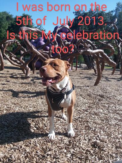 A Red nose Staffy stands In a public park,smiling, enjoying bright sunshine. She celebrates her birthday July 5th.