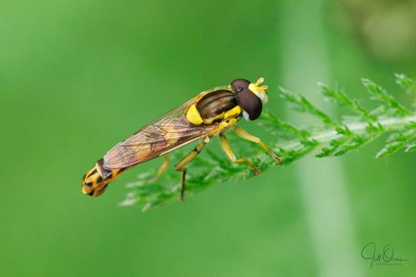 A male Sphaerophoria scripta, or Long Hoverfly, resting on a yarrow leaf.