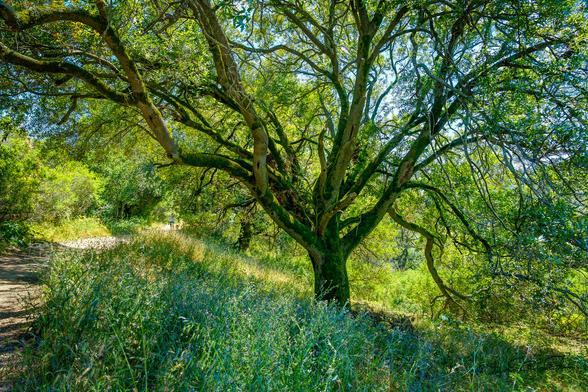 A large bay tree amid thistles alongside a trail.