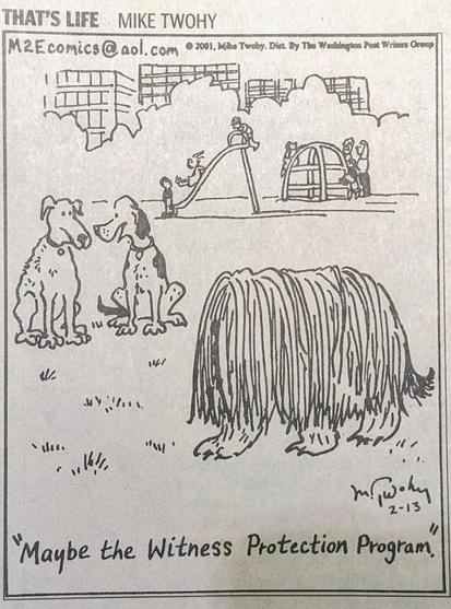 Two dogs, seeing a puli dog by the playground, comment: "Maybe the Witness Protection Program"