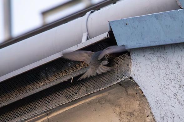 Mauersegler im Anflug auf den Nistplatz in der Traufe. Der Übergang vom Dach oben und der Wand ist mit zwei übereinander liegenden Lochblechstreifen verkleidet. Im oberen ist an der Kante zum Seitenblech des Daches ein kleines Loch, in das der Mauersegler gleich verschwinden wird.