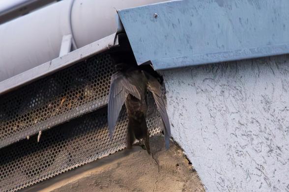 Mauersegler kurz bevor er im Nest unterm Dach verschwindet. Der Übergang vom Dach und der Wand ist mit zwei übereinander liegenden Lochblechstreifen verkleidet. Im oberen ist an der Kante zum Seitenblech des Daches ein kleines Loch, in das der Mauersegler soeben hineinkriecht.