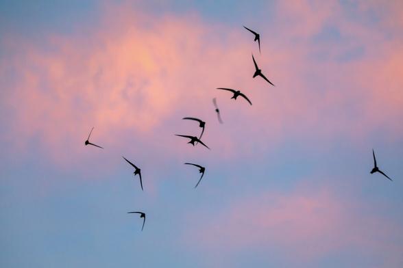 Ein Schwarm von 11 Mauerseglern im Abendrot mit Himmel als Hintergrund. 
Von den Mauerseglern sieht man nur die Silhouetten.
