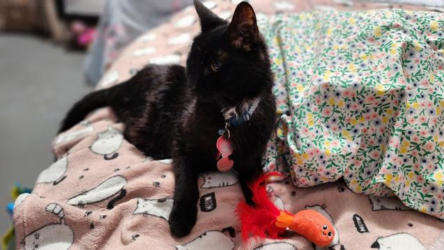 black cat sitting with his toy