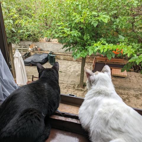 A black and a white cat looking out of the window, watching a dog in the garden