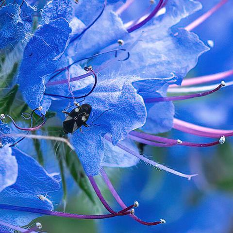 Close up photo of a viper's bugloss flower.  It has bright blue petals with magenta or dark pink stamens that curve up and extend beyond the petals.  There is a black and white beetle resting on one of the petals - it's an oval shape, black with two white spots at one end and two triangular white shapes at the other.